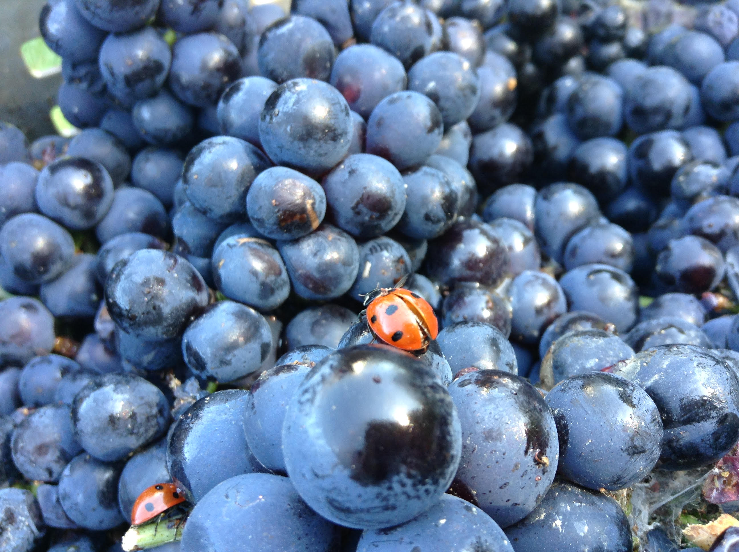 raisins-bleus.jpg