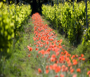 CULTIVONS L’AUTHENTICITE DE NOS TERROIRS